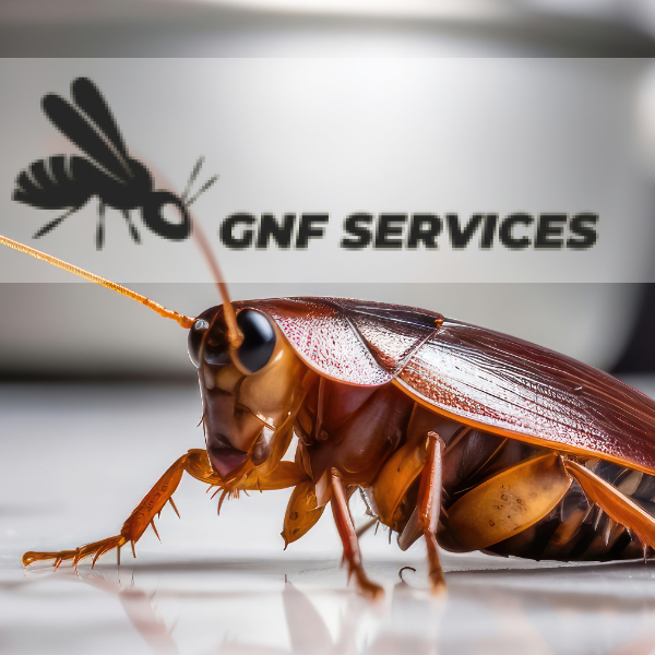 GNF Services